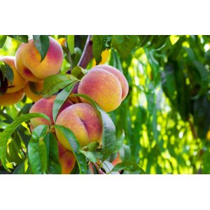 Broskyňa obyčajná (Prunus Persica) ´SWEET HENRY´ - neskorá, výška 150-180 cm, obvod kmeňa 4/6 cm, kont. C10L 